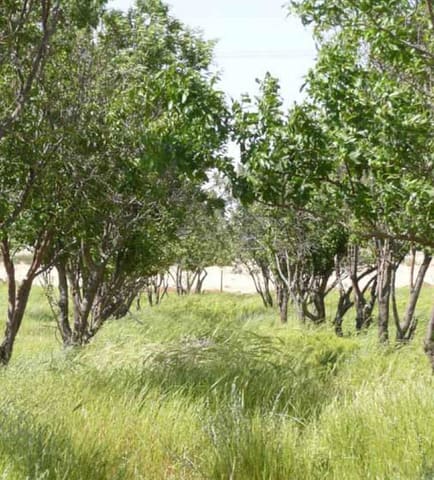 Jordan Trees and grass