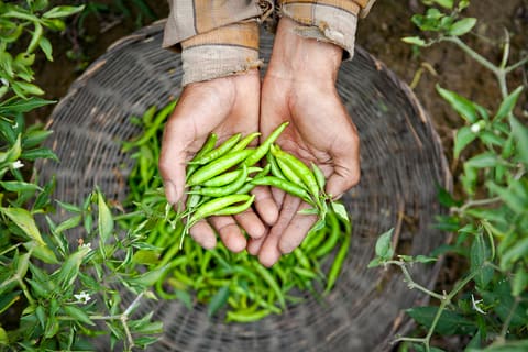 Freshly plucked green chilli ready for the market.