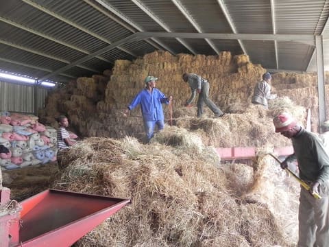 Anna Phosa's workers