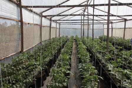 Greenhouse tomatoes