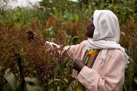 Sorghum