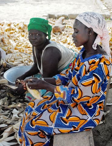 Shelling maize