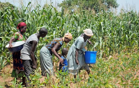 Harvesting cowpeas
