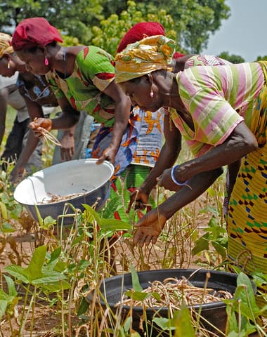 Harvesting cowpeas