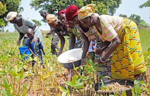 Harvesting cowpeas