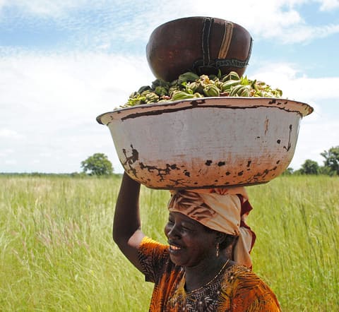 Carrying okra