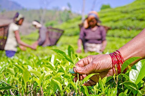 EcoTea Cooperative