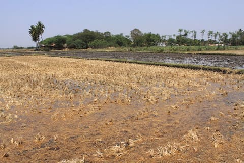 Conservation agriculture maize-rice rotation, India