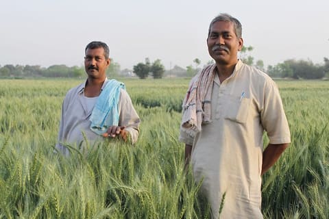 Indian farmers and CSISA partners grow new line for seed production