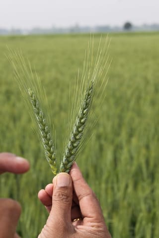 Farmer-experimenter and CSISA collaborator compares sowing dates