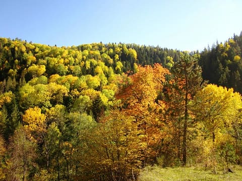 Fall In Georgia. Photos by Nana Pirveli