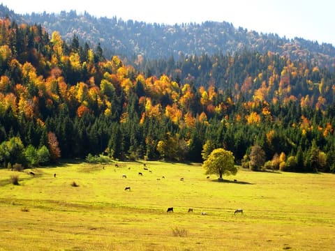 Fall In Georgia. Photos by Nana Pirveli