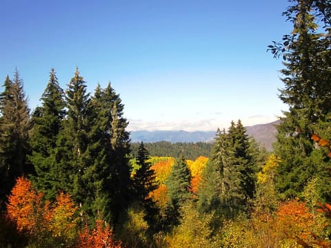 Fall In Georgia. Photos by Nana Pirveli