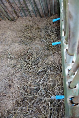 Water nipples in pig pit in Hae Ko Village
