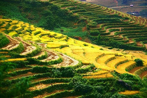 Vietnam | Stepped Rice Fields