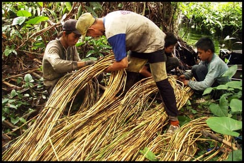 2. USAID IFACS - Panen Rotan