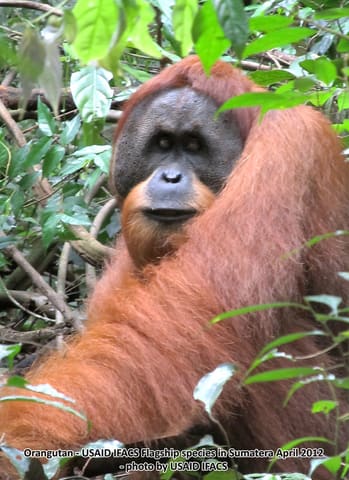 5. USAID IFACS - Orangutan