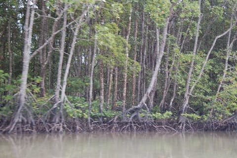 mimika-mangrove