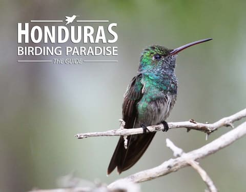 Honduras: Birding Paradise
