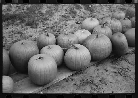 Pumpkins near Berlin, Connecticut (LOC)