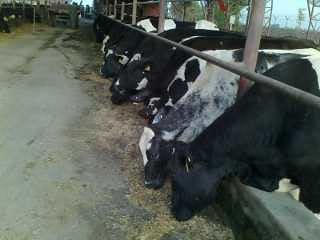 COw Feeding