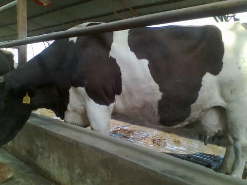 Dairy Farm Managers Training