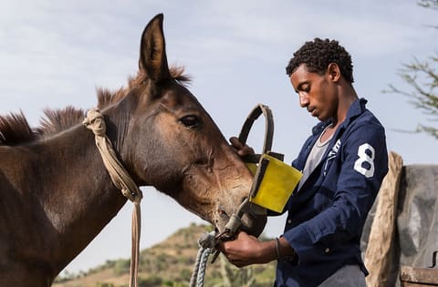Preparing the Mule